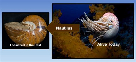 how are fossils similar to today's organisms
